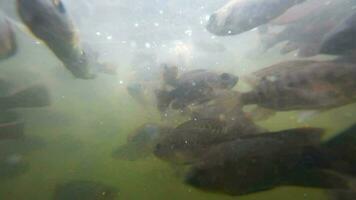 une troupeau de eau fraiche poisson dans boueux l'eau étang mange pain les miettes video