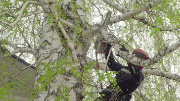 novosibirsk område, ryssland Maj 14, 2017 - de arborist stiger till de björk och skärande de grenar video