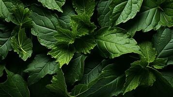 Fresh green leaf background photo