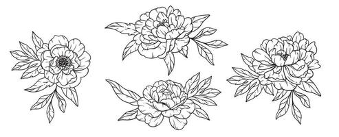 Peony  Line Art, Fine Line Peony Bouquets Hand Drawn Illustration. Coloring Page with Peony Flowers. vector