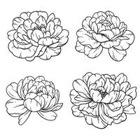 Peony  Line Art, Fine Line Peony Bouquets Hand Drawn Illustration. Coloring Page with Peony Flowers. vector
