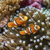 Two anemone clown fish reminding us why we all love to 'find Nemo', Generative AI photo