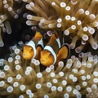 Two anemone clown fish reminding us why we all love to 'find Nemo', Generative AI photo