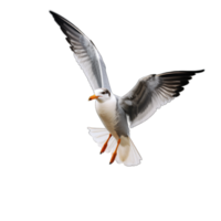 Atlantic Puffins bird or common Puffin flight in transparent background. Fratercula arctica, Generative AI png