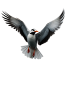 Atlantic Puffins bird or common Puffin flight in transparent background. Fratercula arctica, Generative AI png