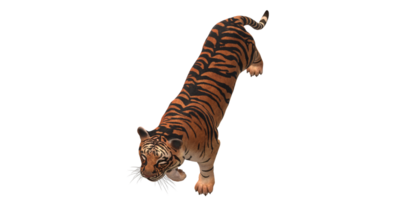 Tiger isolated on a Transparent Background png