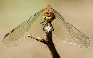 dragonfly on a branch in close-up on a beige smooth background photo