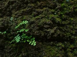 verde cubierto de musgo pared para antecedentes o pared antiguo antecedentes foto