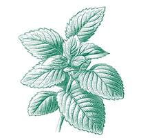 Mint leaf hand drawn sketch Vector illustration in doodle style