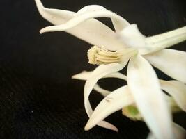 close up of kitolod flower or Laurentia longiflora on a black background, which has many health benefits, such as overcoming inflammation or sore throat. photo