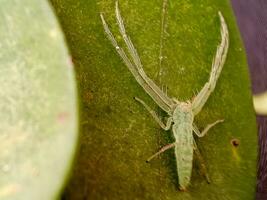 Lyssomanes viridis, commonly known as the magnolia green jumper, is a species of jumping spider of the genus Lyssomanes photo