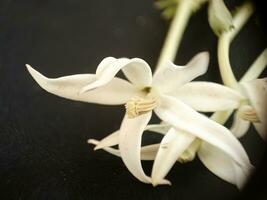 close up of kitolod flower or Laurentia longiflora on a black background, which has many health benefits, such as overcoming inflammation or sore throat. photo