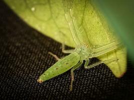 lisomanes viridis, comúnmente conocido como el magnolia verde saltador, es un especies de saltando araña de el género lisomanes foto