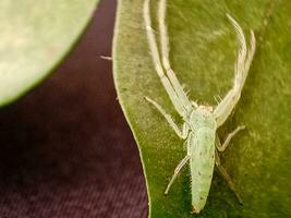 lisomanes viridis, comúnmente conocido como el magnolia verde saltador, es un especies de saltando araña de el género lisomanes foto