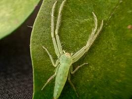 lisomanes viridis, comúnmente conocido como el magnolia verde saltador, es un especies de saltando araña de el género lisomanes foto