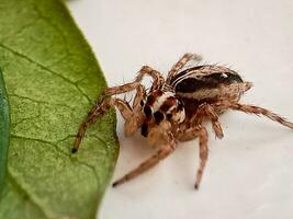 plexippus paykulli. pantropical saltando araña. foto