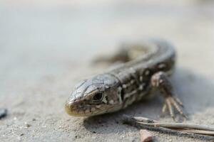 lizard in close-up in the forest, wild cute animal photo