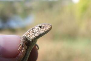 lizard in close-up in the forest, wild cute animal photo