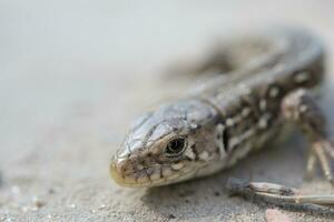 lizard in close-up in the forest, wild cute animal photo