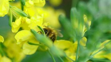 Biene sammelt Nektar auf einer Blume von Brassica oleracea, Zeitlupe video