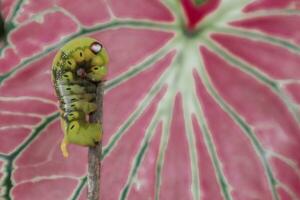 Caterpillar perched on branch, Caladium bicolor leaf background, close-up photo