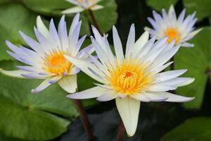 Lotus flowers blooming in the pond, closeup of photo