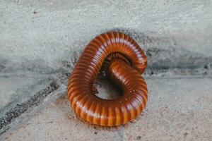 A red millipede curled up on the cement floor. photo