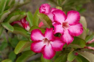 Desierto Rosa o impala lirio o burlarse de azalea flor foto