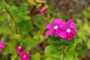 Pink Periwinkle flowers in the garden with soft focus background. photo