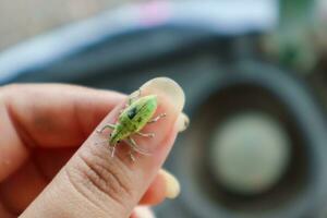 Green weevil on the hand. Close-up. photo