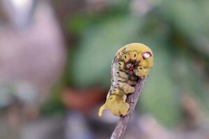 Caterpillar on a branch in the garden, closeup of photo