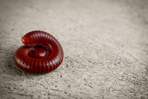 A red millipede curled up on the cement floor. photo