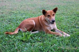 Thai dog on green grass in the public park, Thailand. photo