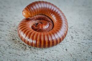 A red millipede curled up on the cement floor. photo