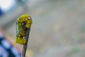 Caterpillar on a branch in the garden, closeup of photo