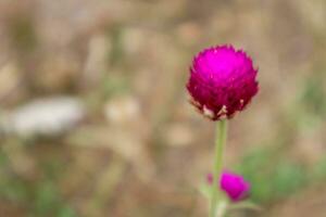 Globe amaranth or Gomphrena globosa flower,Blurred image photo