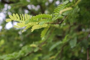 Green tamarind leaves on tree in the garden, nature background photo