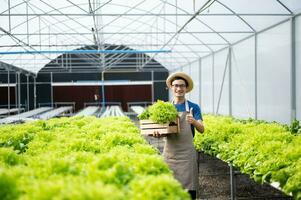 farmers hand harvest fresh salad vegetables in hydroponic plant system farms in the greenhouse to market. photo