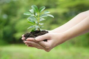 cerca arriba mujer mano participación planta , ecológico sostenible , salvar tierra concepto foto