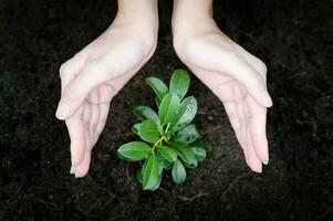 Close up woman hand holding plant , ecological sustainable , save earth concept photo