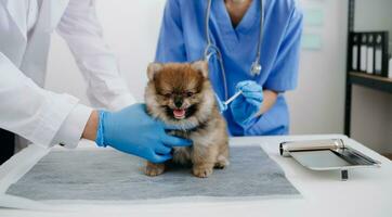 Two doctors are examining him. Veterinary medicine concept. Pomeranian in a veterinary clinic. photo