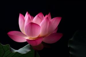 Beautiful pink lotus blosom closeup on dark background photo