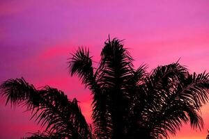 Silhouette of palm tree on beautiful sunset pink color on nature background photo