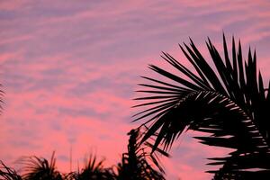 Silhouette of palm tree on beautiful sunset pink color on nature background photo