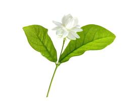 Single white flower of Grand Duke of Tuscany Arabian white jasmine Jasminum sambac aroma flora isolated white background cutout with clipping path photo