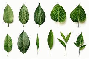 Natural of Tropical green leaves of leaf isolated on white background, varies different of plant botanical, with Generative Ai. photo