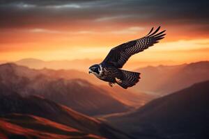 An eagle flying in search of prey photo