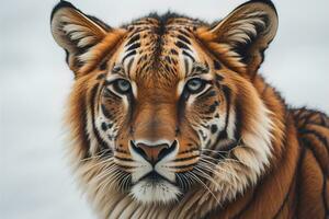 Portrait of a tiger on a solid color background. Close-up. ai generative photo