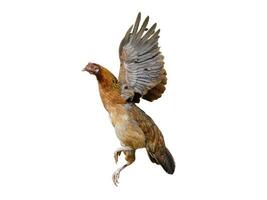 Chicken flying on a white background photo