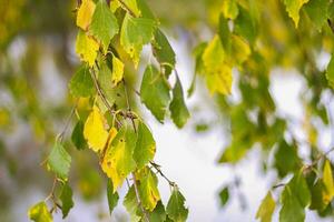 yellowed birch leaves autumn time photo